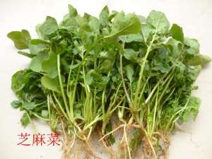芝麻菜如何种植(蔬菜档案叶菜类（11）芝麻菜)