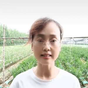 黄姜的种植视频(教您一招种出亩产两万斤的大姜#生姜种植)