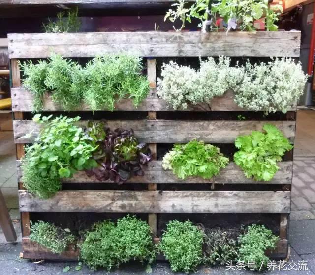 9个创意的菜园养成计划，不用院子也能种好蔬菜