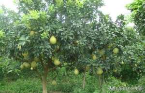 柚子的种植技术(这些柚子树的种植方法一定要知道，可以让你多收几年果)