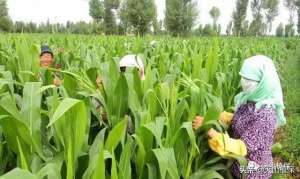 新疆甜玉米种植技术(2019年新疆玉米栽培技术要点)