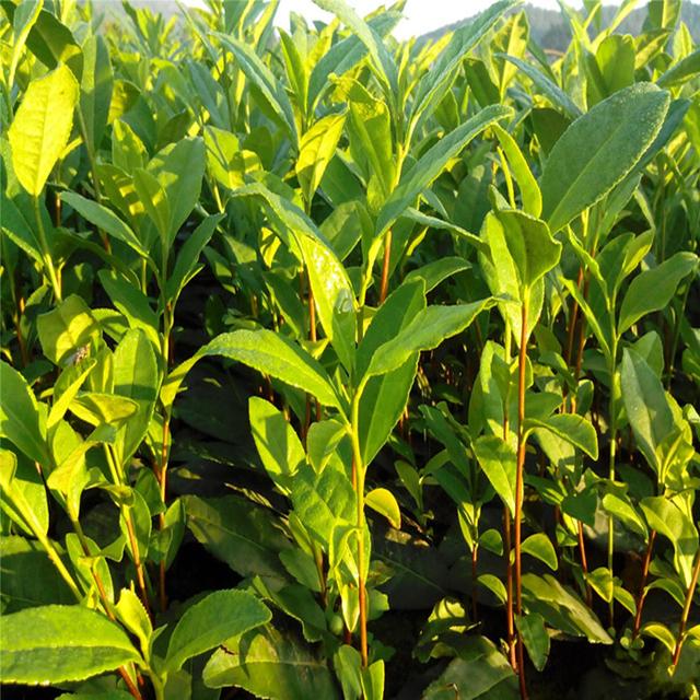 茶树的播种育苗和幼苗移栽定植技术