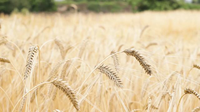 麦冬种植：一亩地收入30多万，亩产2000多斤，麦冬种植商机揭秘！