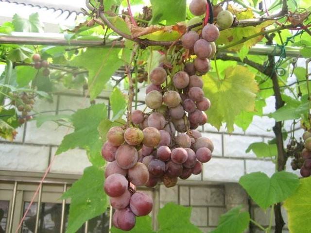 盆栽葡萄怎样养护管理？记住这4点，每一盆可结出10斤果实