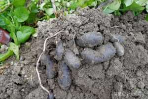 种植土豆的前景(亩产5000斤，富含花青素，1斤卖5元很畅销，为何很少人种植？)