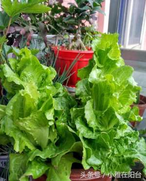 如何在阳台种植蔬菜(8个阳台种菜的小诀窍，学会了，你也能种出旺盛的菜，成种菜高手)