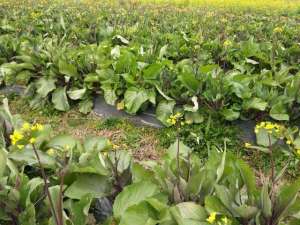 广东菜苔种植技术-湖南人爱吃的红菜苔什么时候种植好，怎样提高产量，做好这几点