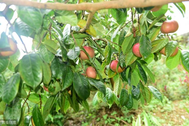 油茶栽培管理技术，学会以下合理种植方法，增加山茶的产量和效益