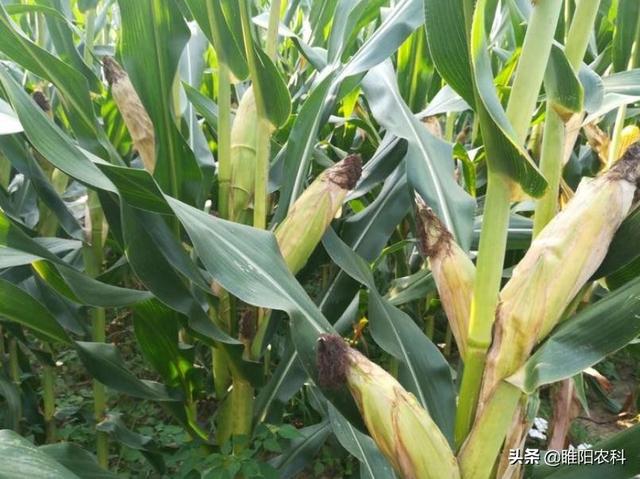 玉米采用这种方法种植超简单，每亩只需投入7天工