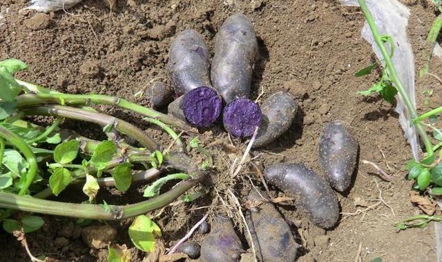 黑土豆如何种植？