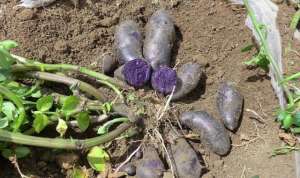 黑土豆种植条件-黑土豆如何种植？