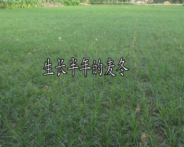 三台县川麦冬栽培关键技术探讨