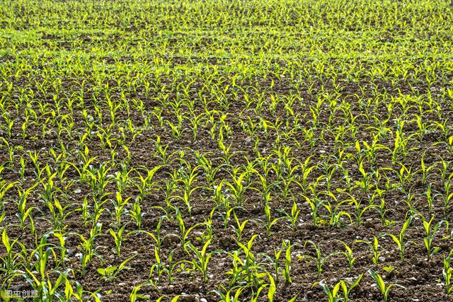 种植玉米，播种时做好这6点管理，助你出苗率达到85%以上