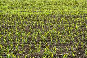 玉米种植与管理(种植玉米，播种时做好这6点管理，助你出苗率达到85%以上)