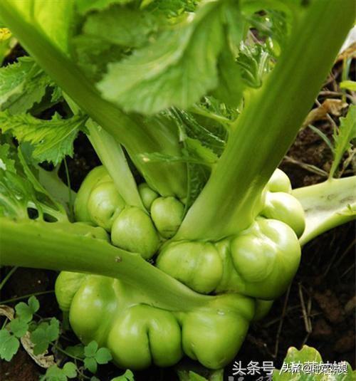 秋季种根菜，试试这5种，种植简单产量高，别老种白萝卜胡萝卜了