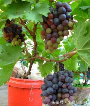 盆景葡萄种植技术视频教程(养盆栽葡萄，一根枝条种一棵，长势快爬藤快，果子结的多)