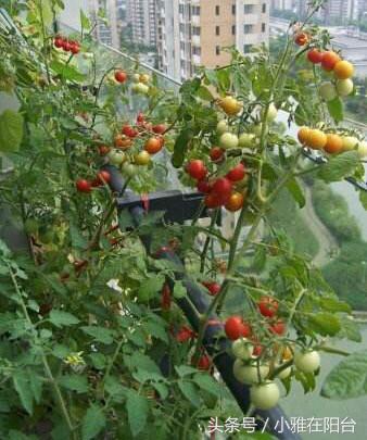8个阳台种菜的小诀窍，学会了，你也能种出旺盛的菜，成种菜高手