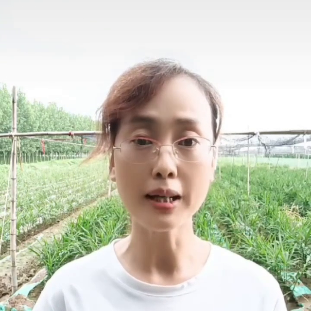 教您一招种出亩产两万斤的大姜#生姜种植