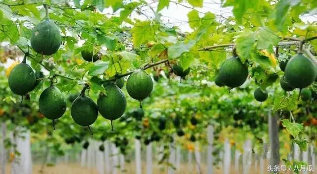 瓜蒌的种植技术于管理栽培你都掌握了吗？