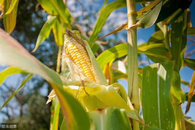 玉米覆膜高产栽培技术，步骤清晰，通俗易懂，进来学习下吧