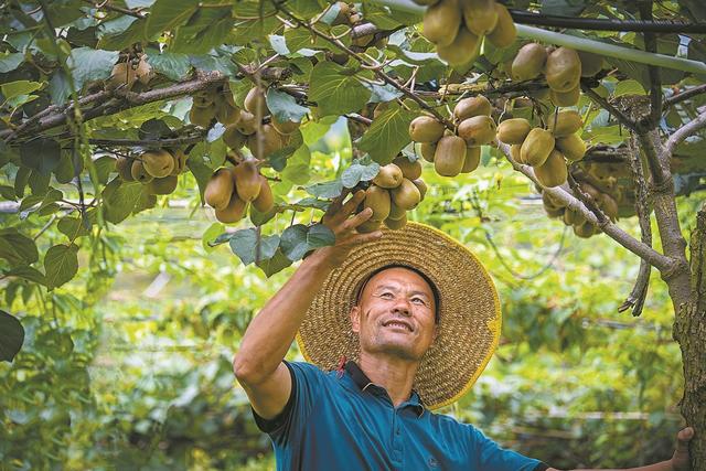 河源和平猕猴桃种植基地迎来甜蜜丰收 5.6万亩猕猴桃“种”出9亿元产值