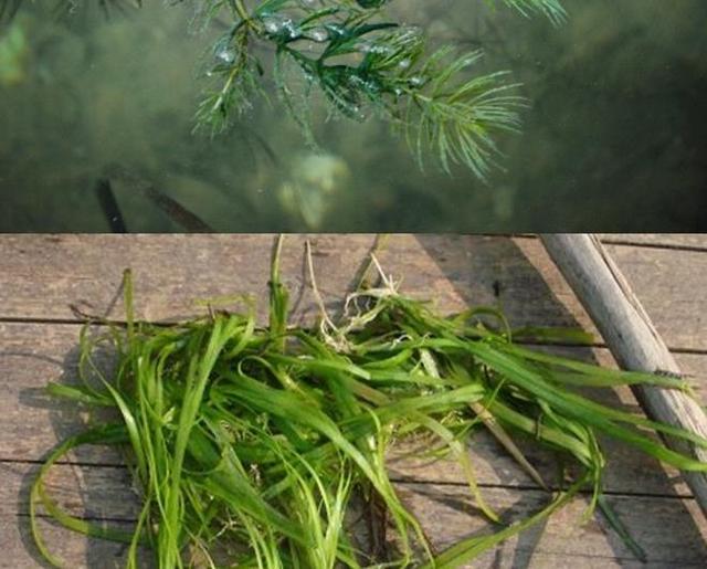 稻田养殖小龙虾水草种植技术