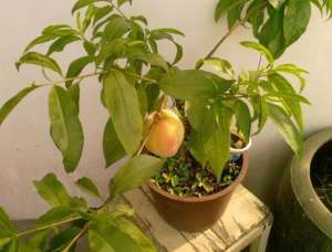 桃子种植技术(种盆栽桃树，有2个小技巧，果子挂满枝，大又甜，比无花果还好养)