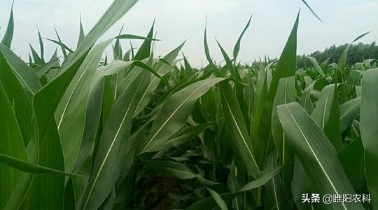 玉米采用这种方法种植超简单，每亩只需投入7天工