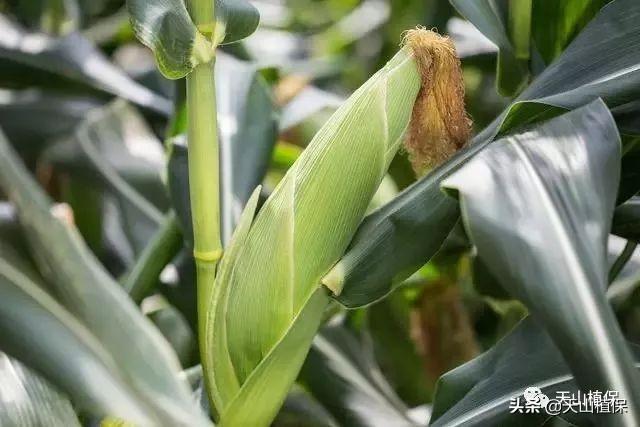 2019年新疆玉米栽培技术要点