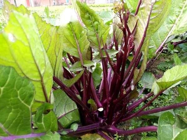 红菜苔的种植技术和管理，美味总是来得不容易