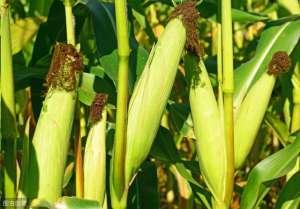 玉米覆膜种植(玉米覆膜高产栽培技术，步骤清晰，通俗易懂，进来学习下吧)