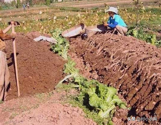 农村透气疏松的沙土地，栽种什么药材瓜果蔬菜，才能高产赚钱呢？