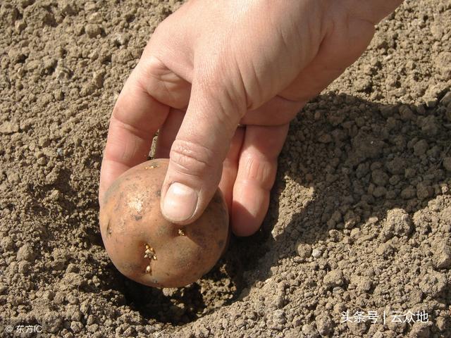 秋季种植马铃薯，掌握这些关键技术要点，既高产又优质！