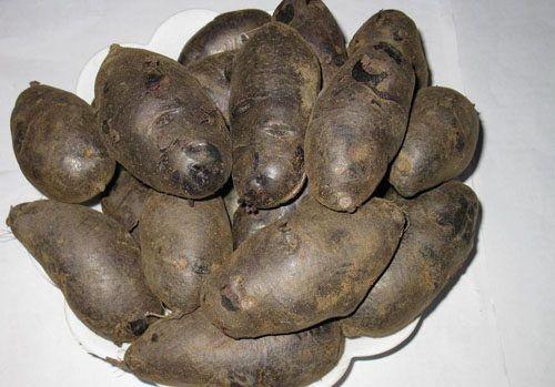 黑土豆如何种植？