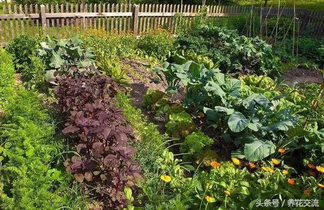 在院子、露台养出菜园的12个技巧，蔬菜和花卉还能种一起