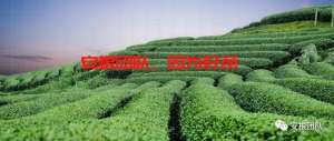 茶叶种植基地建设方案(茶人福利：建设茶庄园的要点)