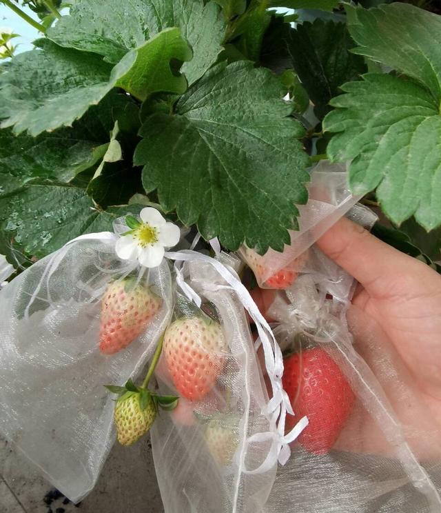 阳台种草莓，做“2点”，收获“更多果”，过程简单省心