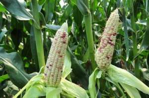 黏玉米的种植-粘玉米怎么种？粘玉米的地如何管理，粘玉米的中耕管理方法有哪些