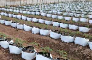 西红柿种植土壤-番茄种在袋子里，和土壤种植有区别，无土栽培省工又高产