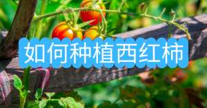 怎么种植番茄-如何种植西红柿？