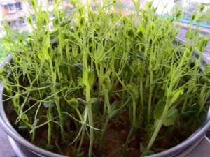 豌豆苗种植方法家庭-一个盆，一碗豆子，6天长出绿油油芽苗菜，简单美味，够一家人吃