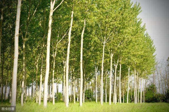 新型杨树林下复合经营模式，及造林关键技术，学习一下！