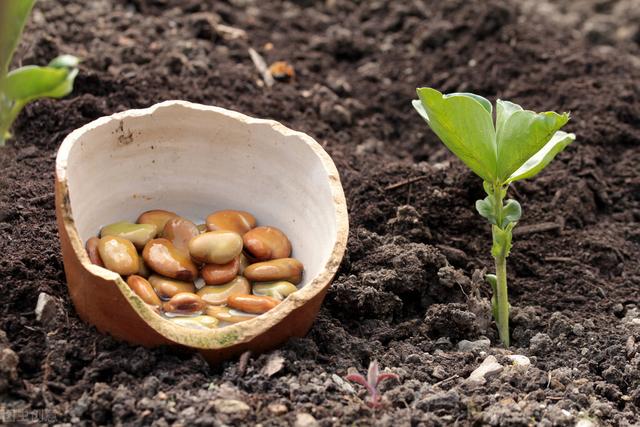 越冬蚕豆不会种？不用四处求教，可跟着这5句老话学习种蚕豆