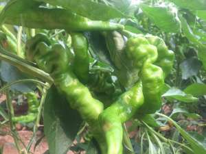 螺丝辣椒种植技术-螺丝椒的种植方法，掌握这7点，高产很轻松