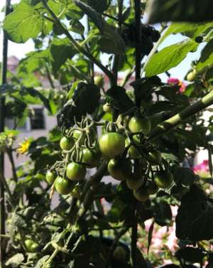 家庭番茄种植技术-阳台上种番茄，要掌握3步，苗壮实、结满了果子