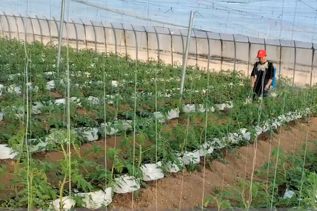 番茄种在袋子里，和土壤种植有区别，无土栽培省工又高产
