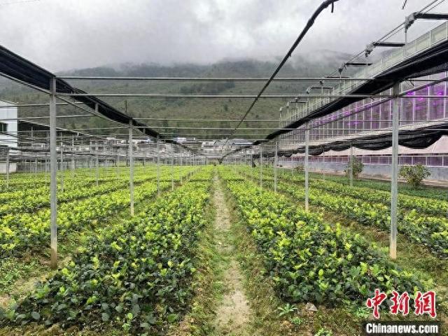 重庆酉阳：一棵小茶苗种出百亿乡村振兴产业链