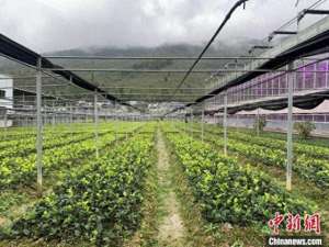重庆种植基地-重庆酉阳：一棵小茶苗种出百亿乡村振兴产业链
