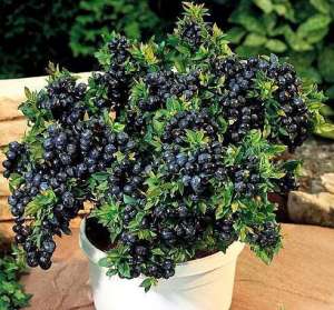 东北蓝莓种植-北方的家里也能种蓝莓？记住这几点，果实一串串，香甜可口