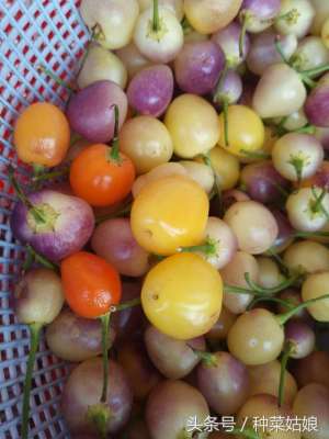彩椒种植时间-五彩椒的种植方法，春天在家里种几棵，整个院子都会增色不少